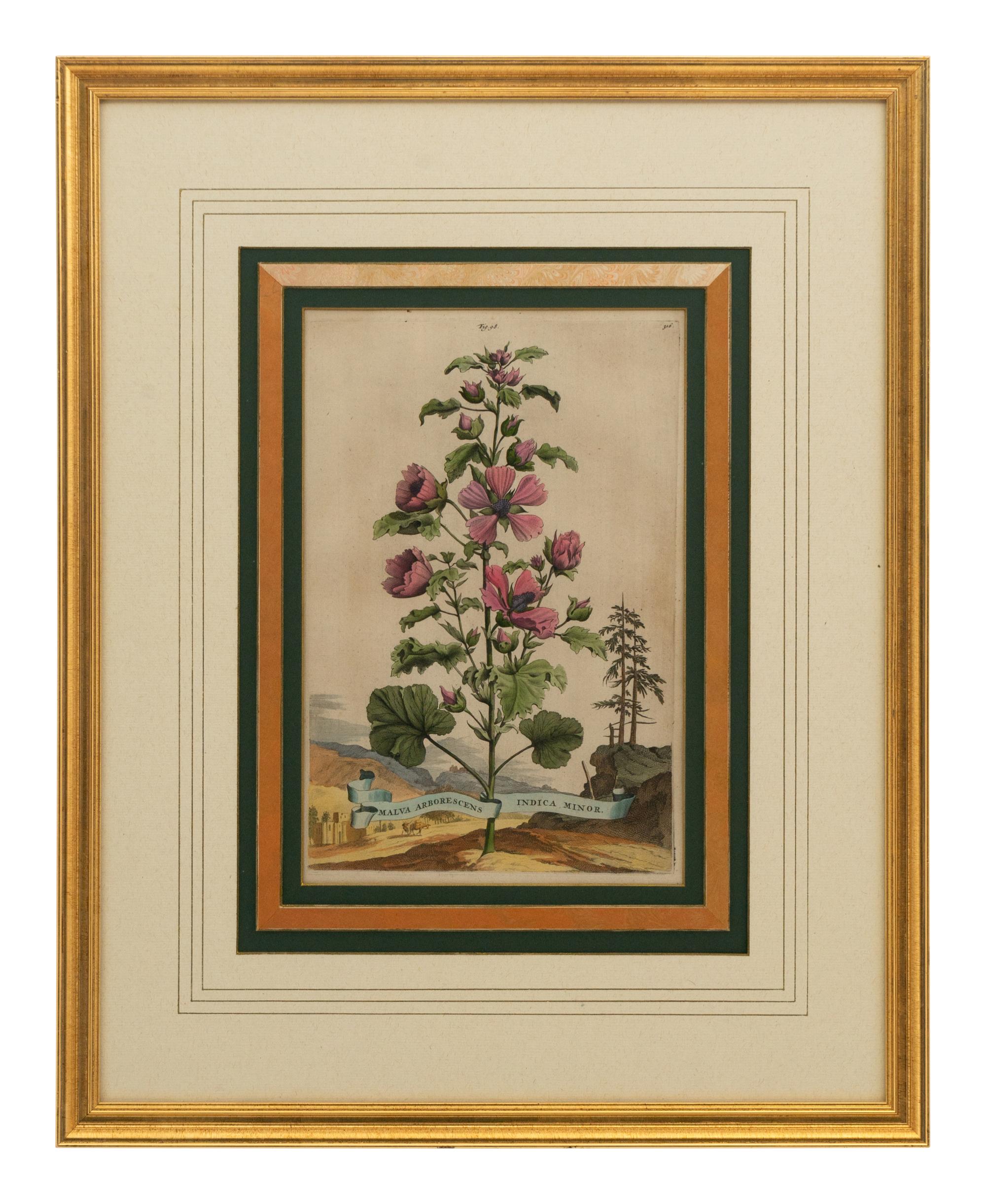 A Collection of Ten Abraham Munting Botanical Engravings from Naauwkeurige Beschryving Der Aardgewassen (1696)