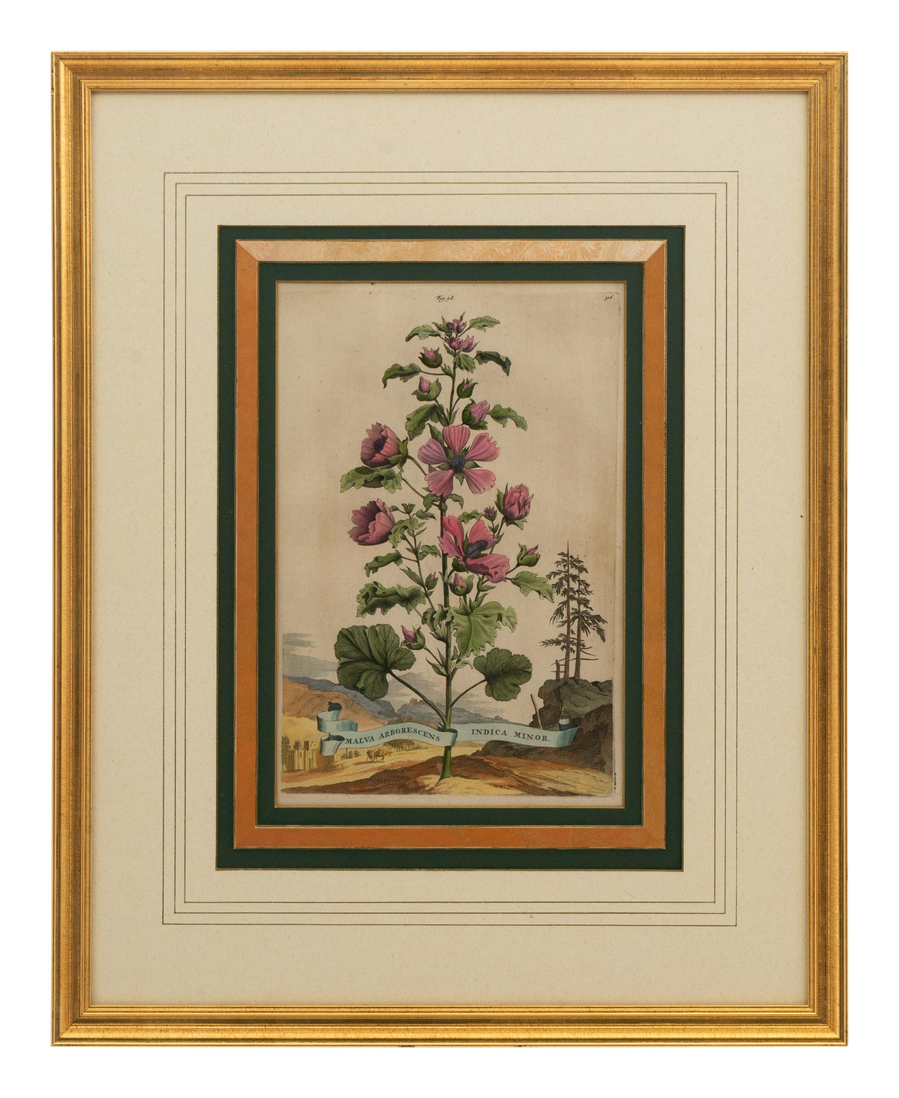 A Collection of Ten Abraham Munting Botanical Engravings from Naauwkeurige Beschryving Der Aardgewassen (1696)