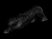 Two Lalique Zeila Panther Sculptures
