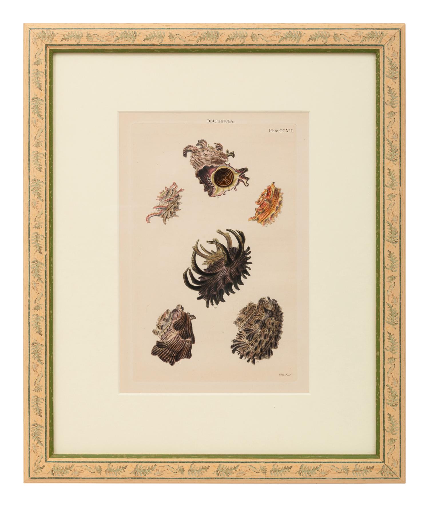 Conchologica Systematica: Eight Plates , 1841
