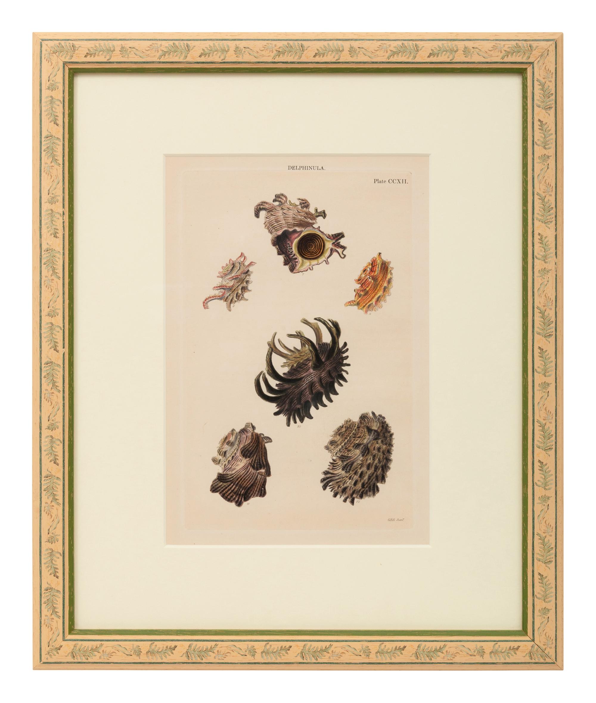 Conchologica Systematica: Eight Plates , 1841