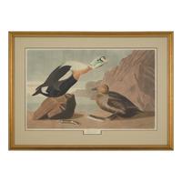 [Natural History] Audubon, John James. King Duck