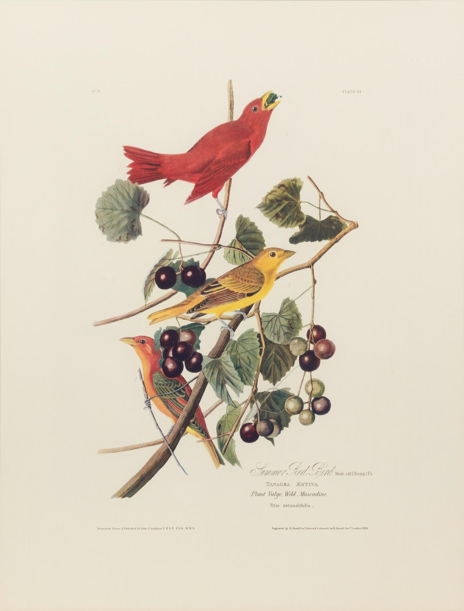 After John James Audubon (American, 1785-1851)