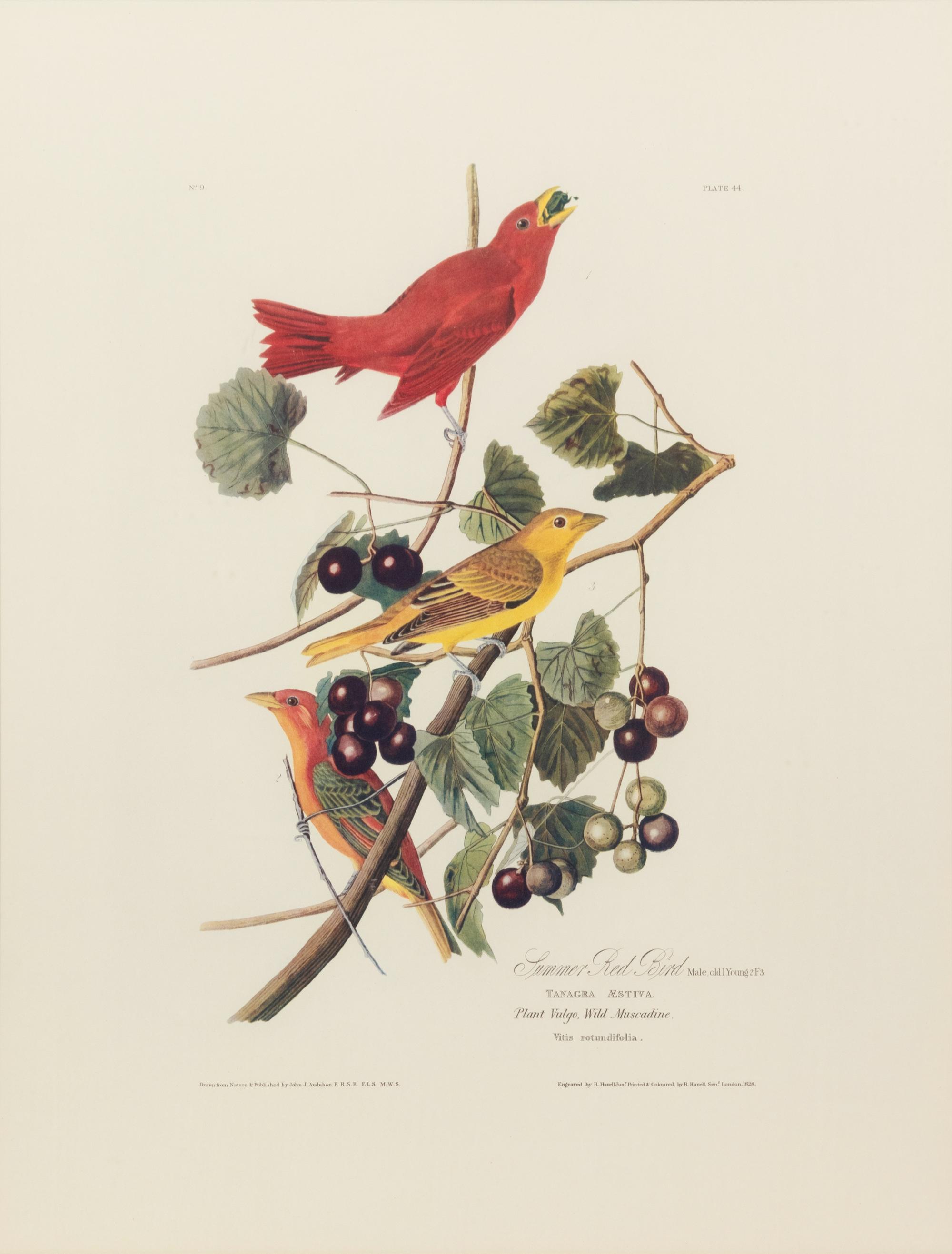 After John James Audubon (American, 1785-1851)