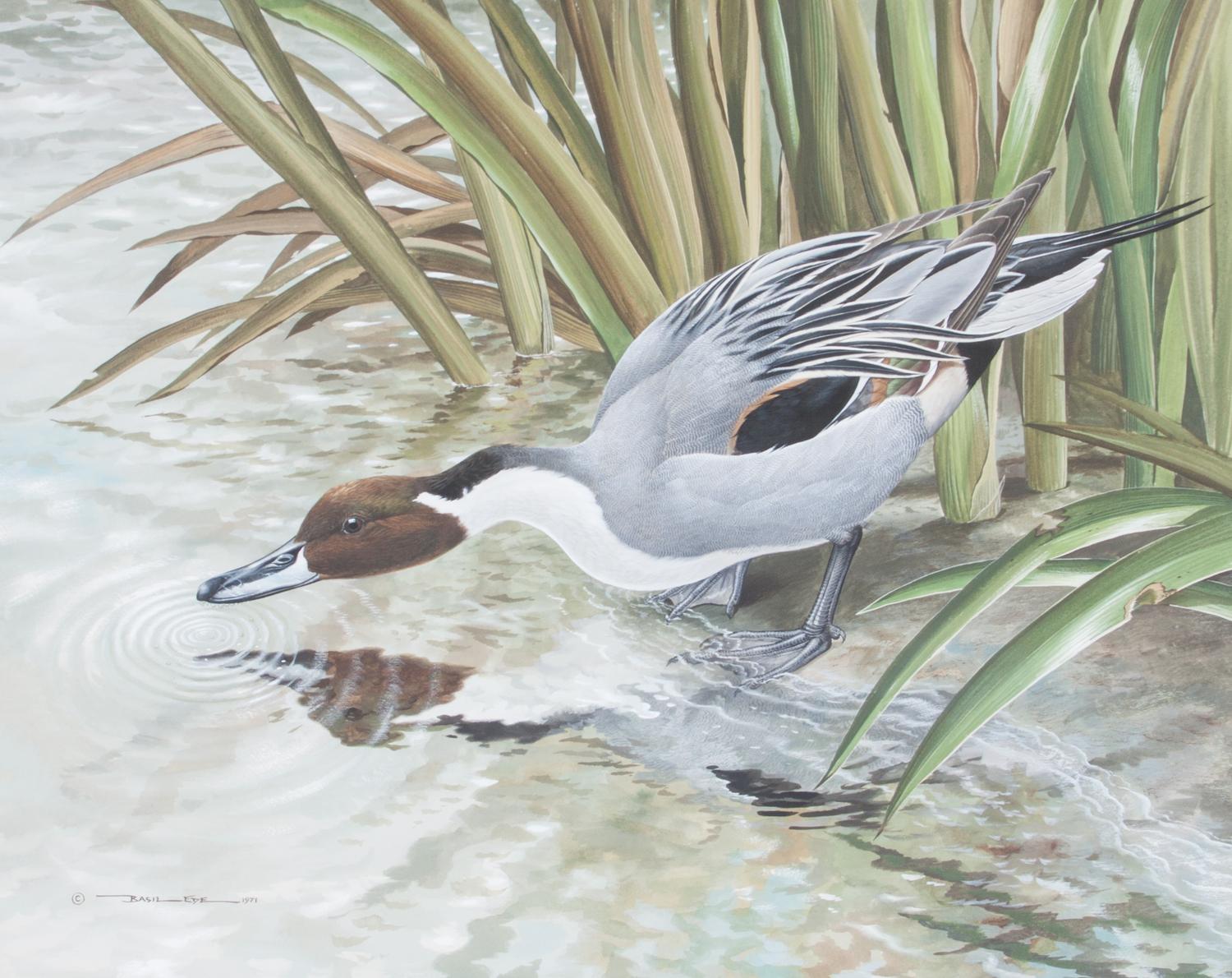 Basil Ede, (British, b. 1931), Portrait of a Pintail, 1971