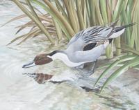 Basil Ede, (British, b. 1931), Portrait of a Pintail, 1971