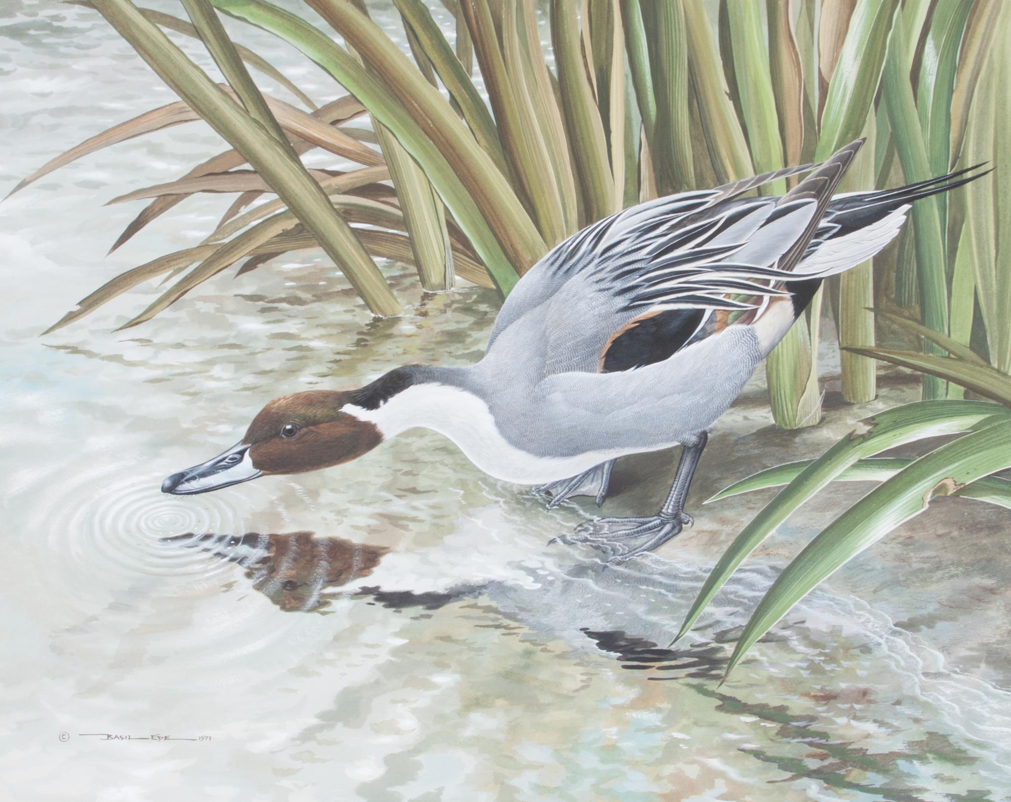 Basil Ede, (British, b. 1931), Portrait of a Pintail, 1971