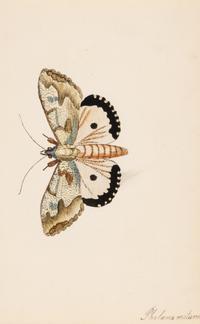 A Collection of Nine Framed Watercolors of Butterflies