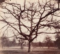 A pair of photographs depicting trees, Saint-Cloud ( Saint-Cloud [chene], 1921; Saint-Cloud [19h matin, mars 1926] , 1926)
