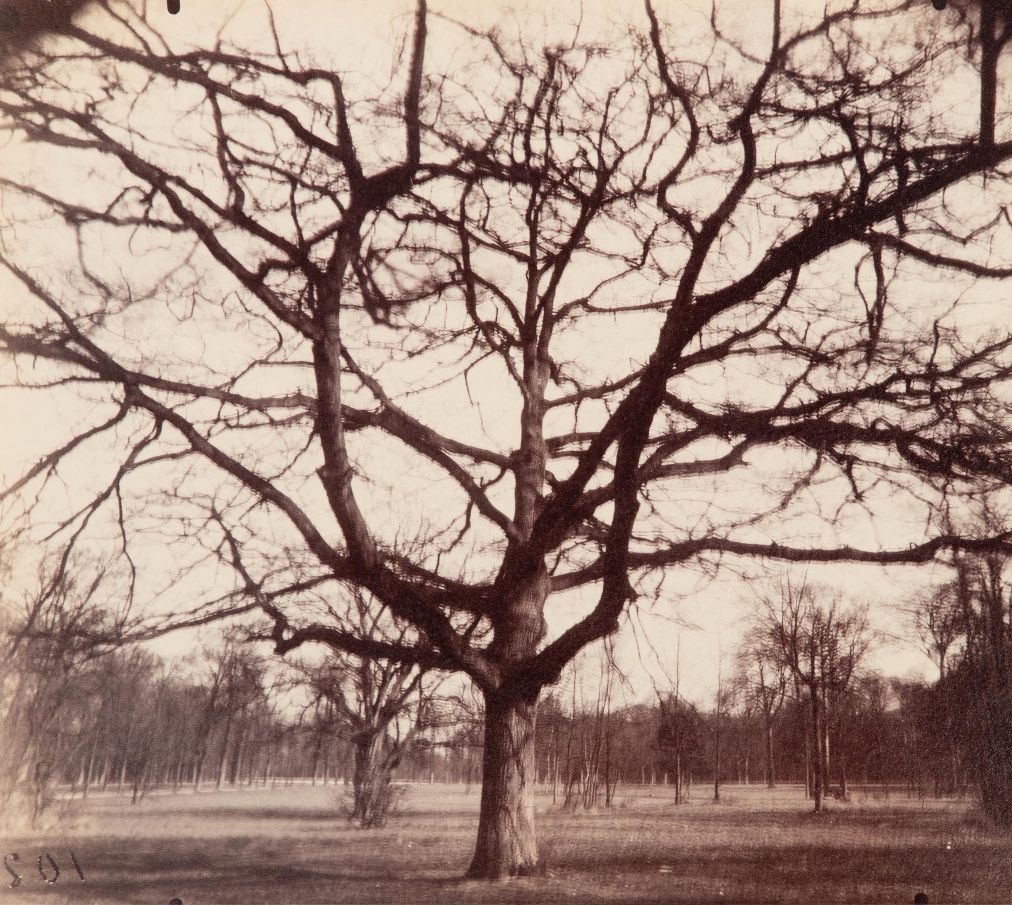A pair of photographs depicting trees, Saint-Cloud ( Saint-Cloud [chene], 1921; Saint-Cloud [19h matin, mars 1926] , 1926)