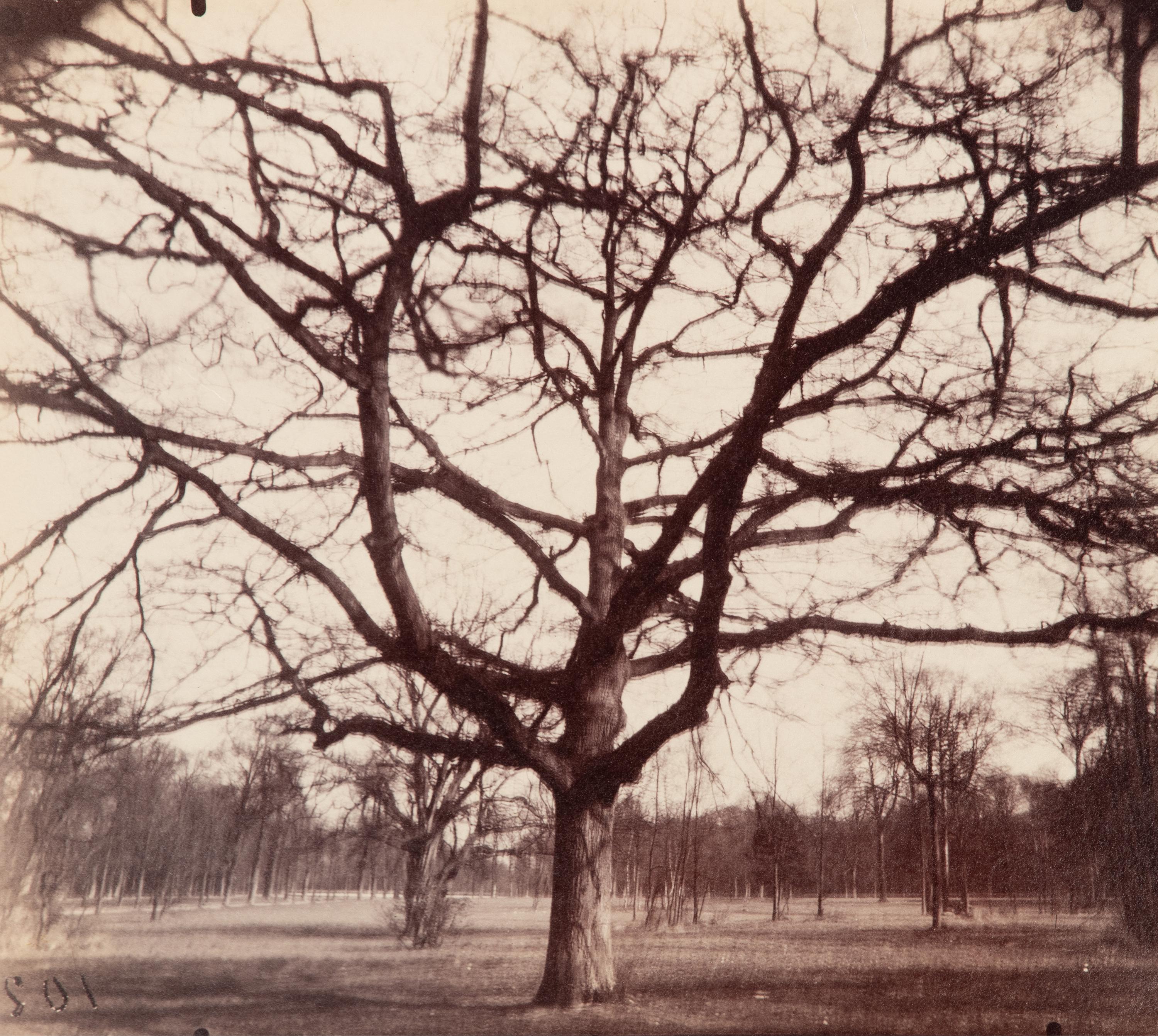 A pair of photographs depicting trees, Saint-Cloud ( Saint-Cloud [chene], 1921; Saint-Cloud [19h matin, mars 1926] , 1926)