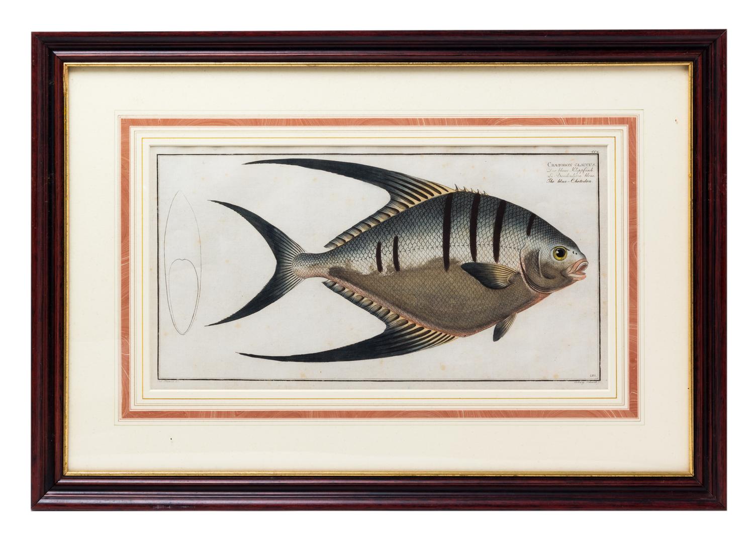 Four German Handcolored Fish Engravings 7 3/4 x 14 inches. — 18TH CENTURY