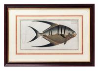 Four German Handcolored Fish Engravings 7 3/4 x 14 inches. — 18TH CENTURY