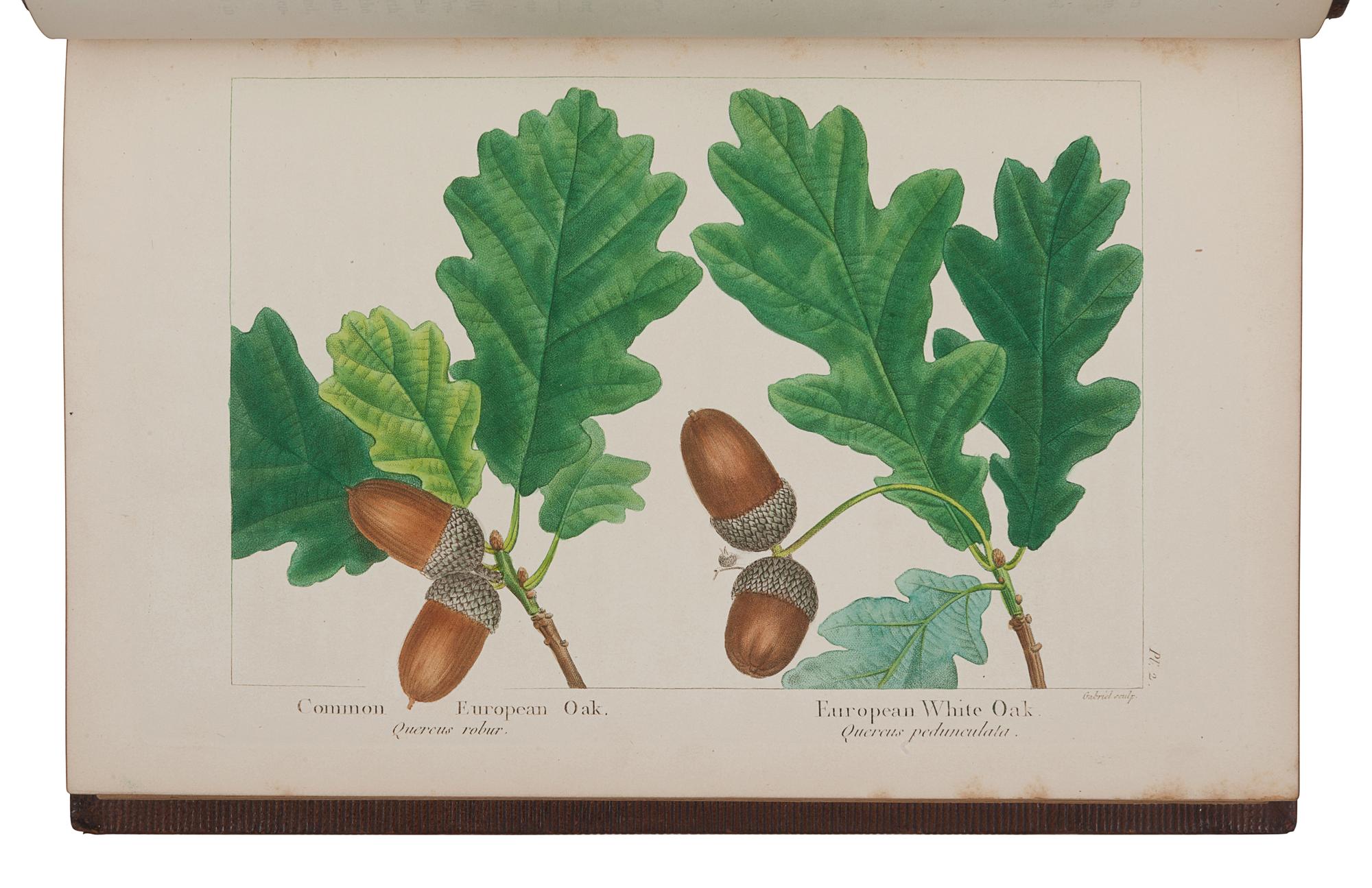 MICHAUX, François-André (1770-1855). -- NUTTALL, Thomas (1786-1859). The North American Sylva; or, A Description of the Forest Trees of the United States, Canada, and Nova Scotia . Philadelphia: D. Rice & A.N. Hart, 1859.