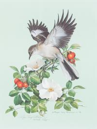 Roger Tory Peterson, (American, 1908-1996), Mockingbird, 1978