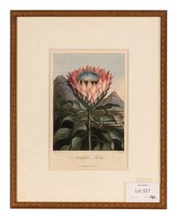 [NATURAL HISTORY]. THORNTON, Robert John (1768-1837). A group of 6 botanical plates from Thornton's 1812 quarto edition Temple of Flora . [London: for the author, 1812].