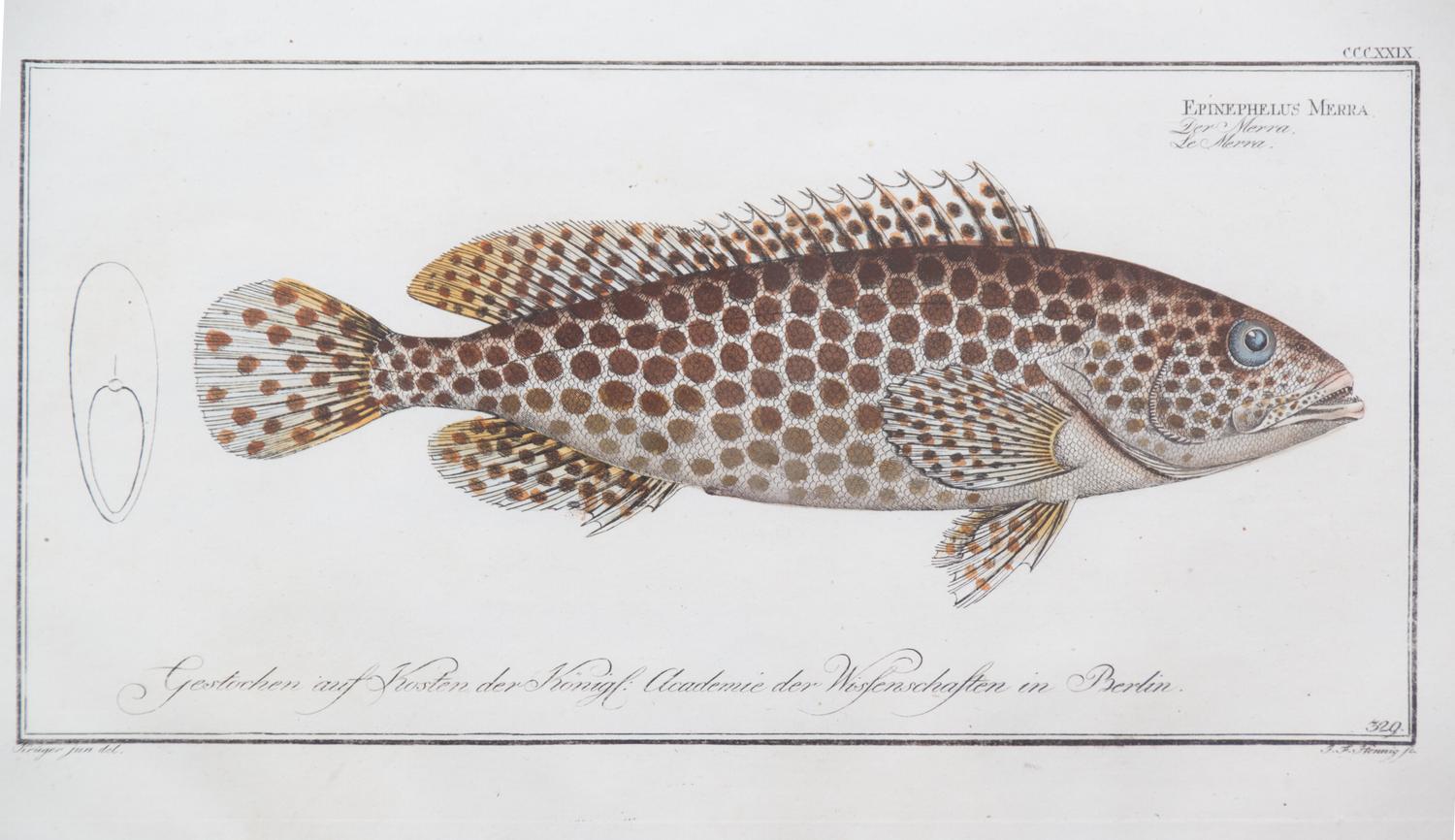 A Group of Four German Handcolored Fish Engravings Plate: 8 x 14 1/2 inches. — 18TH CENTURY
