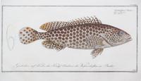 A Group of Four German Handcolored Fish Engravings Plate: 8 x 14 1/2 inches. — 18TH CENTURY