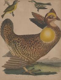 Alexander Lawson (1773-1846) and John G. Warnicke (died 1818), After Alexander Wilson (1766-1813), A Set of Sixteen Hand-Colored Engravings of Various Birds