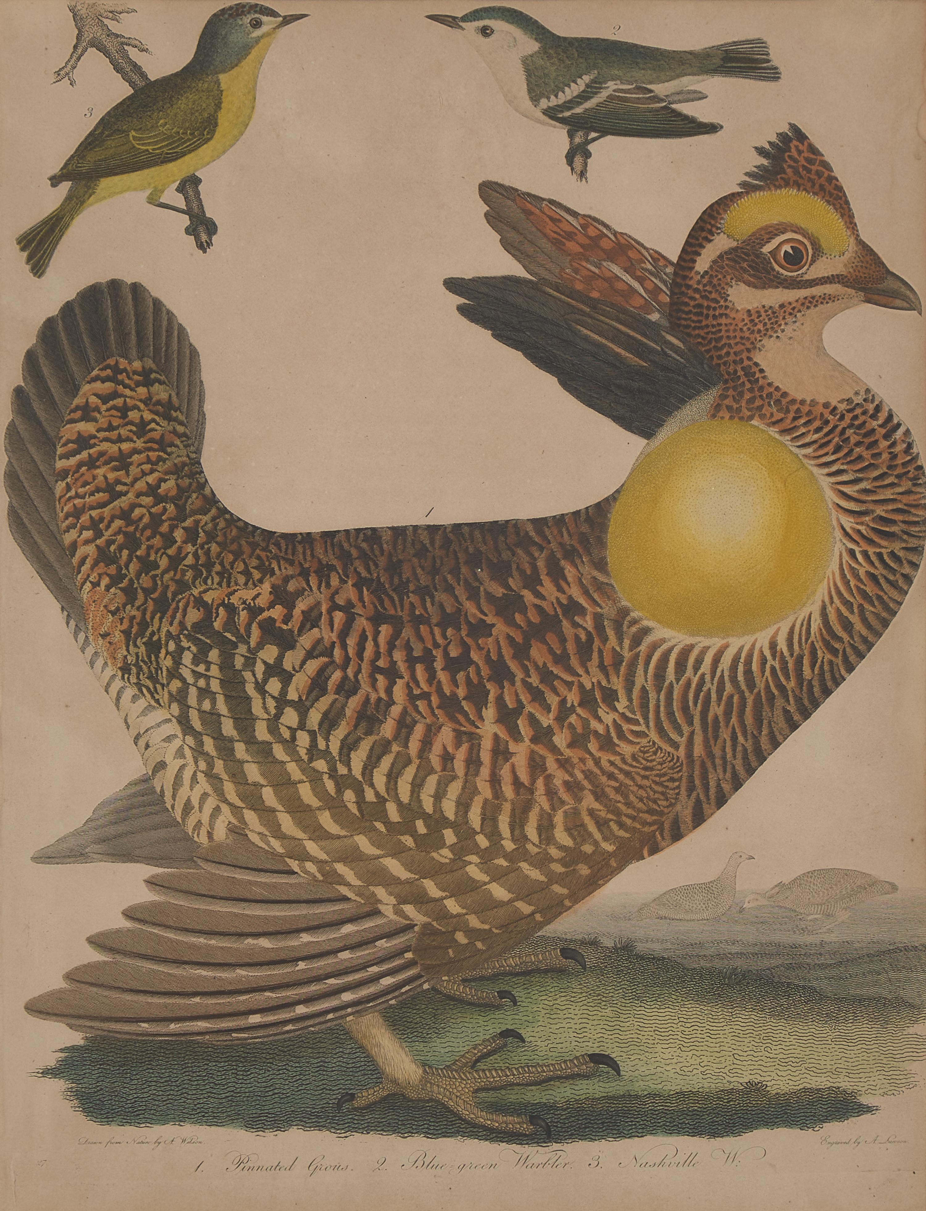 Alexander Lawson (1773-1846) and John G. Warnicke (died 1818), After Alexander Wilson (1766-1813), A Set of Sixteen Hand-Colored Engravings of Various Birds