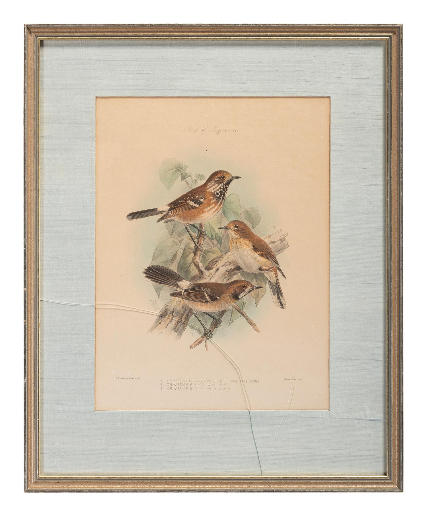J.G. Keulemans (Dutch, 1842-1912)