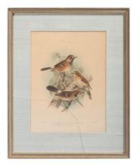 J.G. Keulemans (Dutch, 1842-1912)