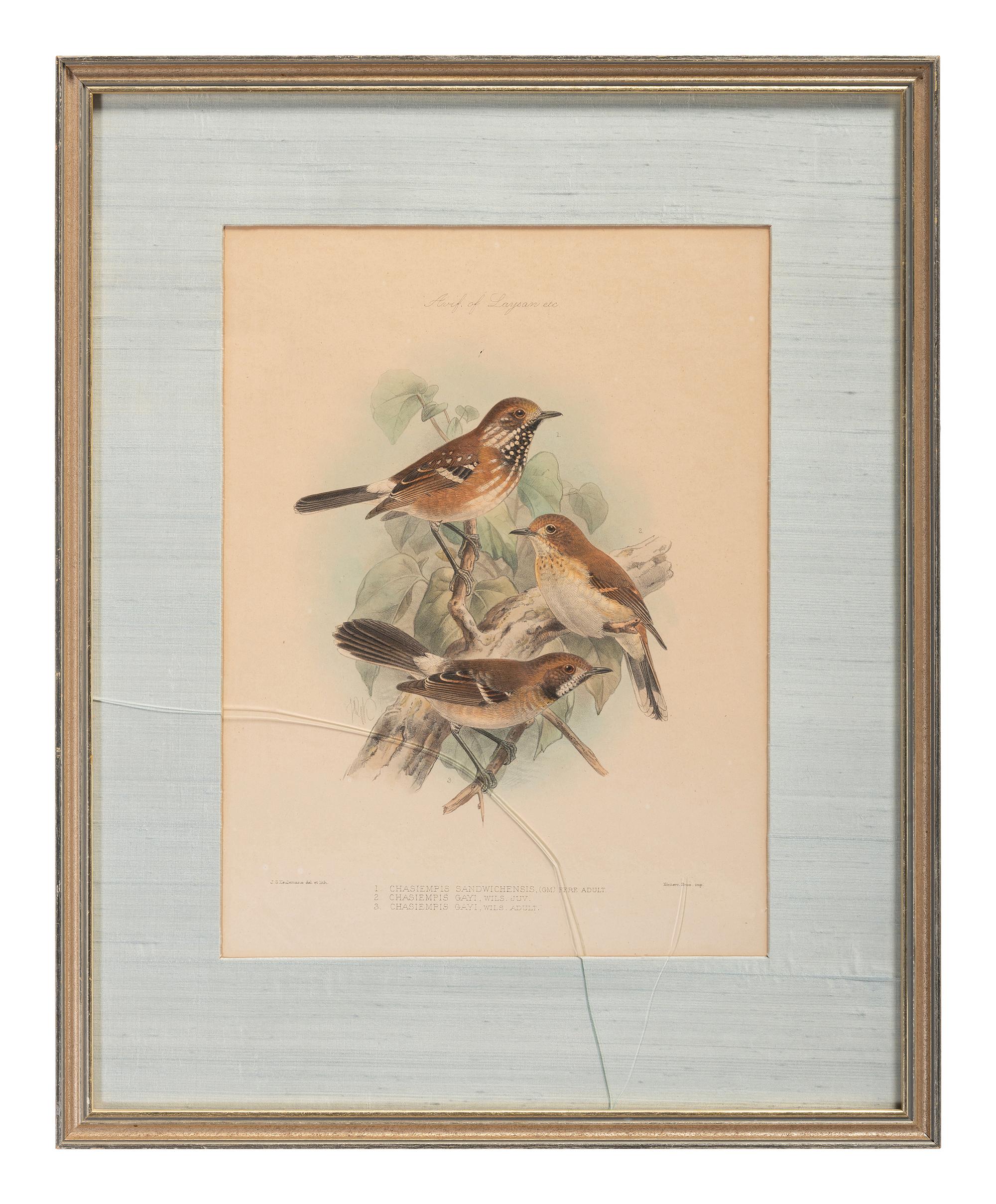 J.G. Keulemans (Dutch, 1842-1912)