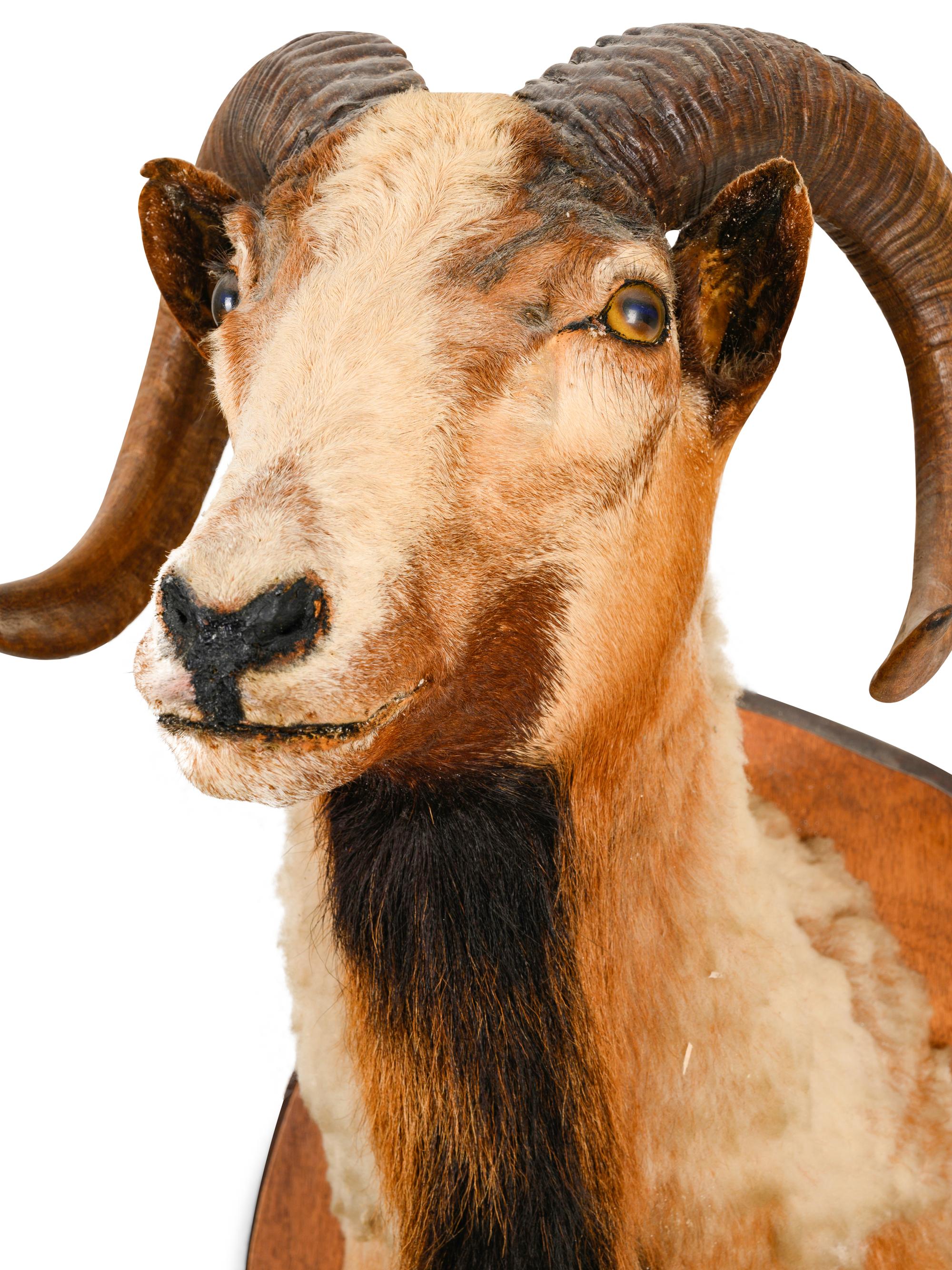 A Taxidermy Ram Shoulder Mount
