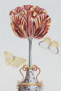 A Set of Four Botanical Prints