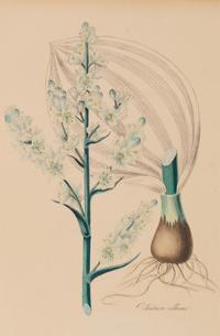 A Collection of Six English Botanical Engravings — 20TH CENTURY
