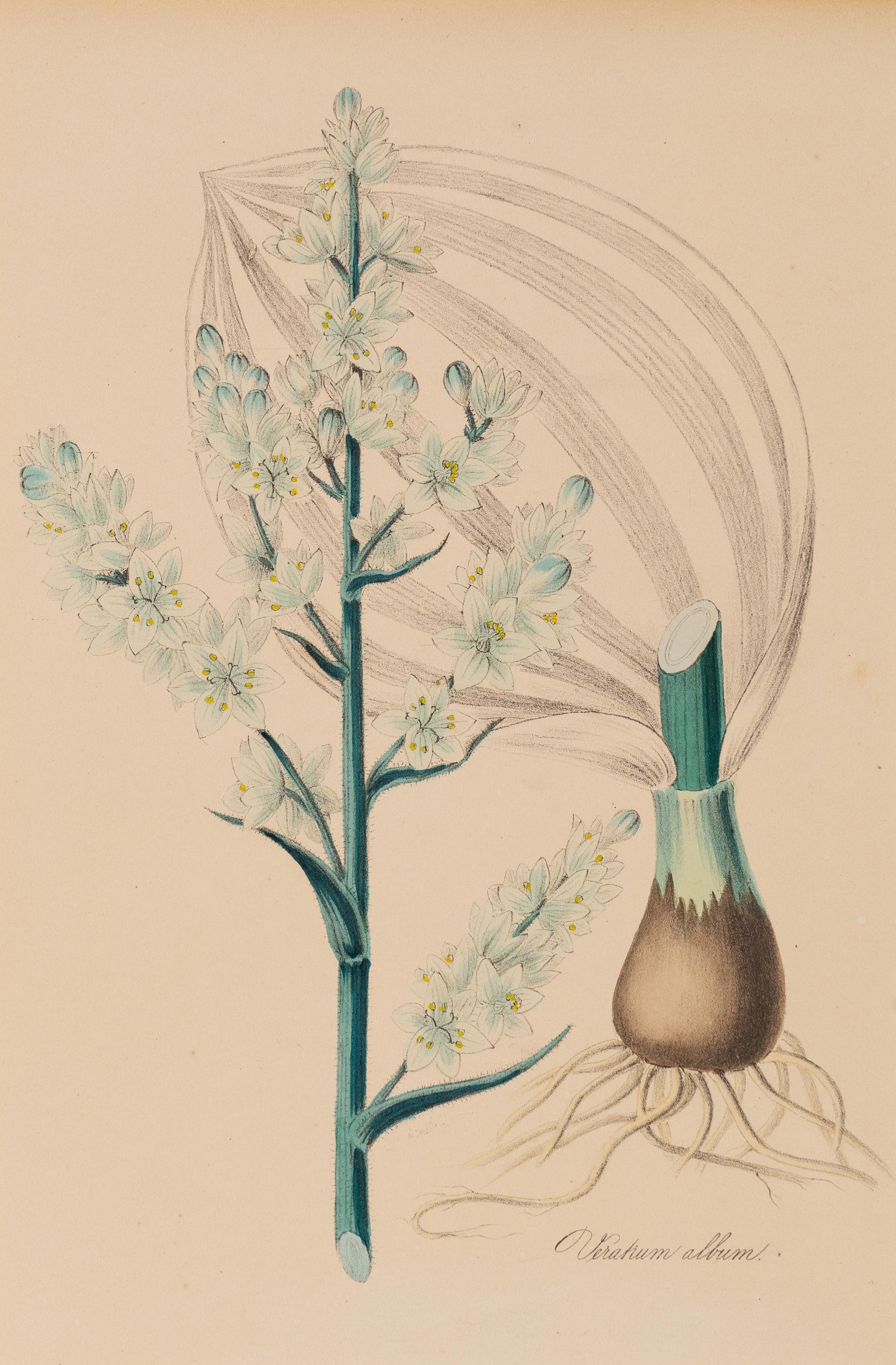 A Collection of Six English Botanical Engravings — 20TH CENTURY
