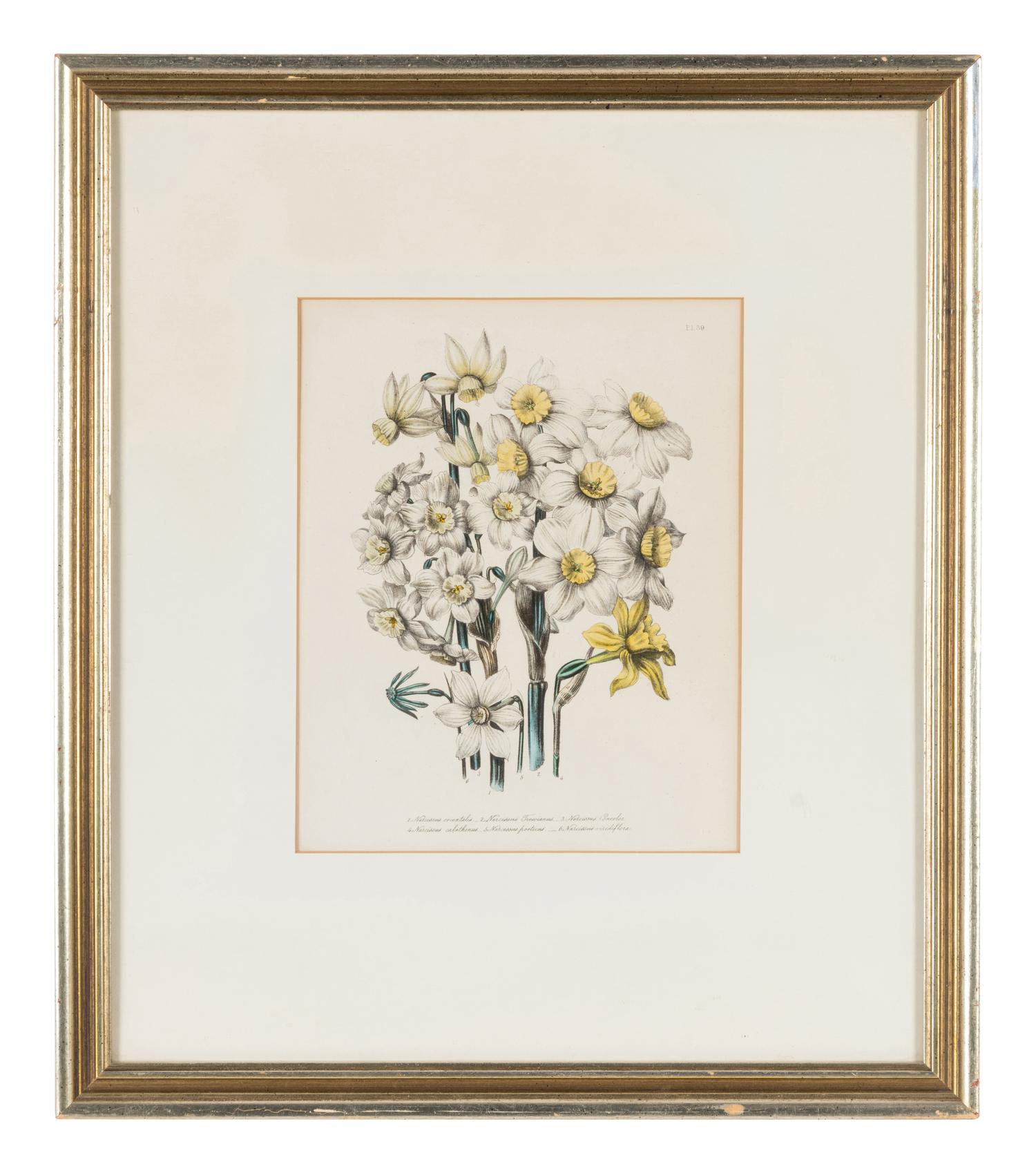 Three Botanical Prints