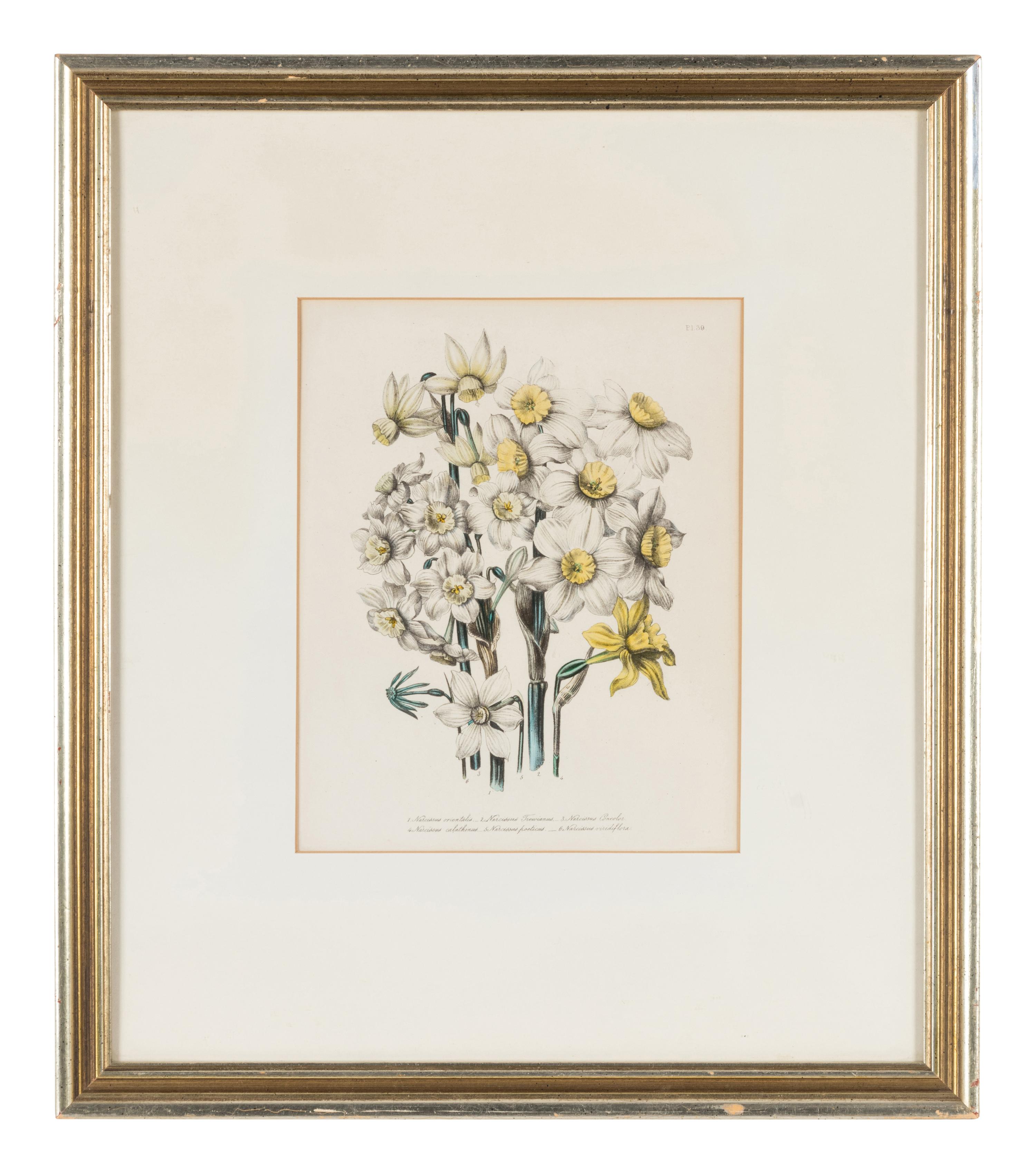 Three Botanical Prints
