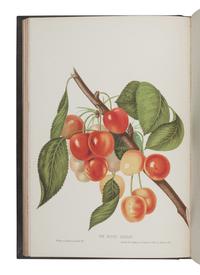 HOVEY, Charles Mason (1810-1887). The Fruits of America, containing richly colored figures and full descriptions of all the choicest varieties cultivated in the United States . Boston & New York: [Vol.I] Hovey & Co. and D. Appleton & Co. in New York, [Vol. II] Hovey & Co., 1852-1856.