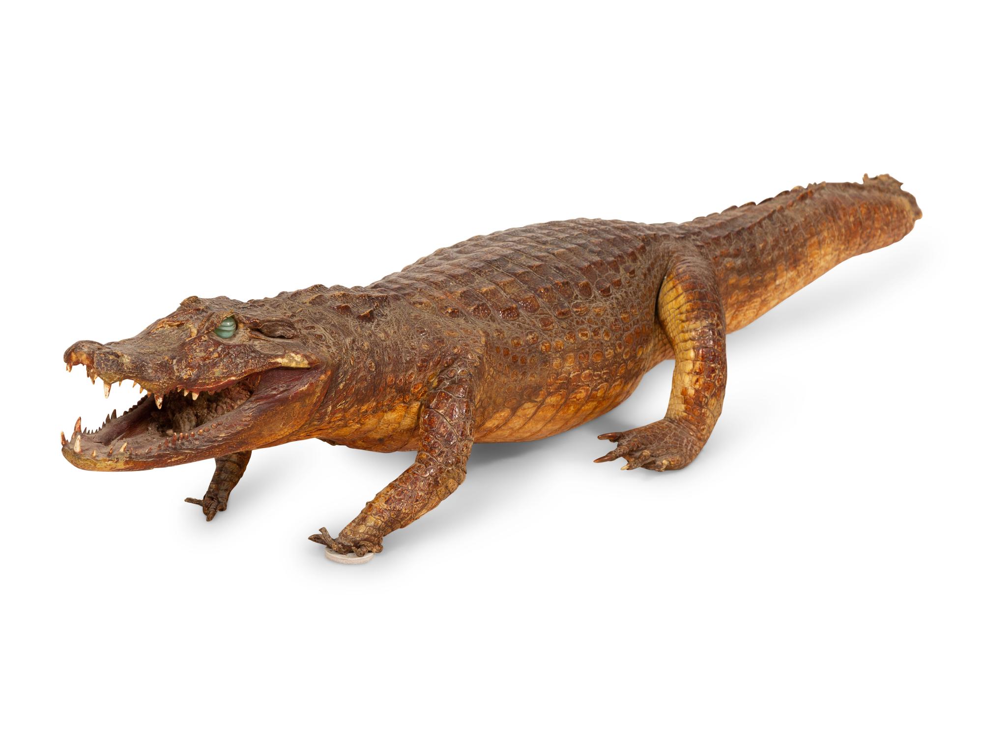 A Taxidermy Alligator