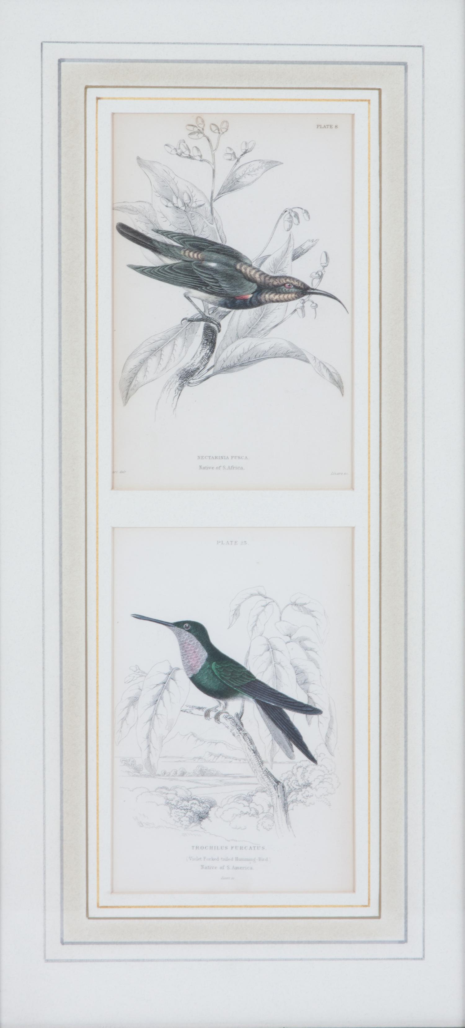 A Set of Seven Hand-colored Bird Engravings Height of largest frame 17 1/2 x width 8 1/2 inches. — After William Home Lizars, (Scottish, 1788-1859)