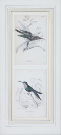 A Set of Seven Hand-colored Bird Engravings Height of largest frame 17 1/2 x width 8 1/2 inches. — After William Home Lizars, (Scottish, 1788-1859)