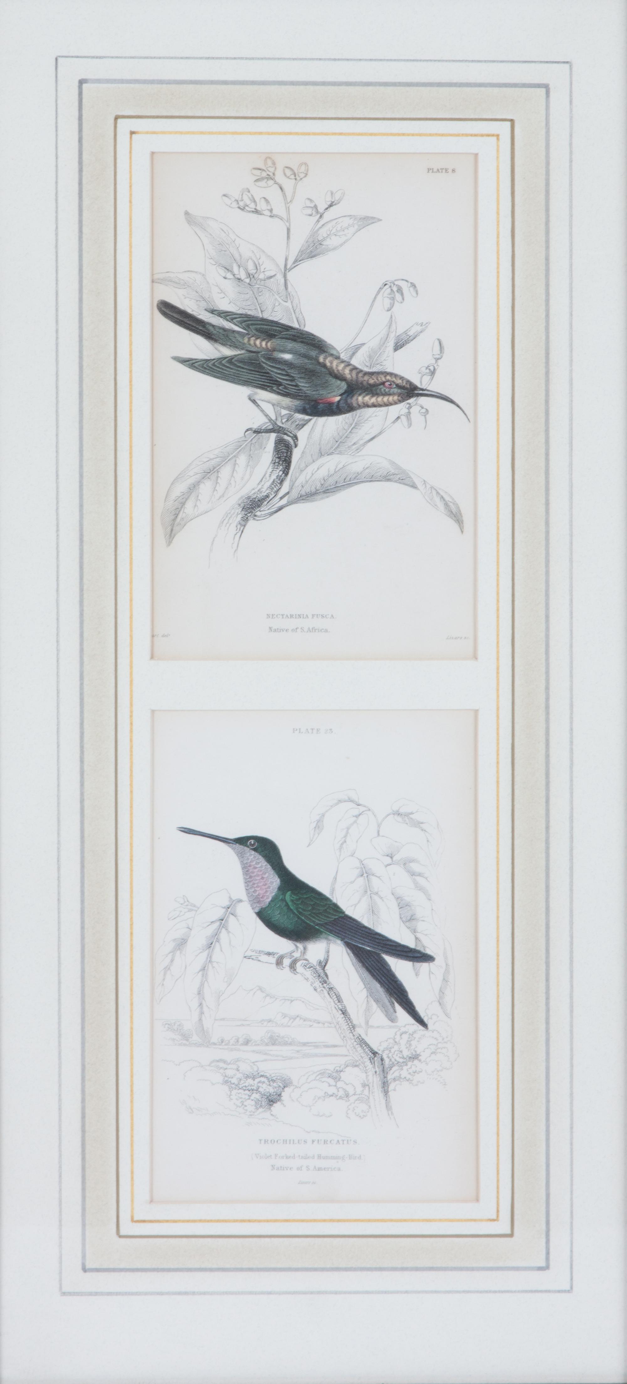 A Set of Seven Hand-colored Bird Engravings Height of largest frame 17 1/2 x width 8 1/2 inches. — After William Home Lizars, (Scottish, 1788-1859)