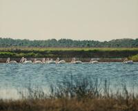 Cypress Trees, Great Blue Heron; White Pelicans, Everglades; and White Ibis in Cypress Tree