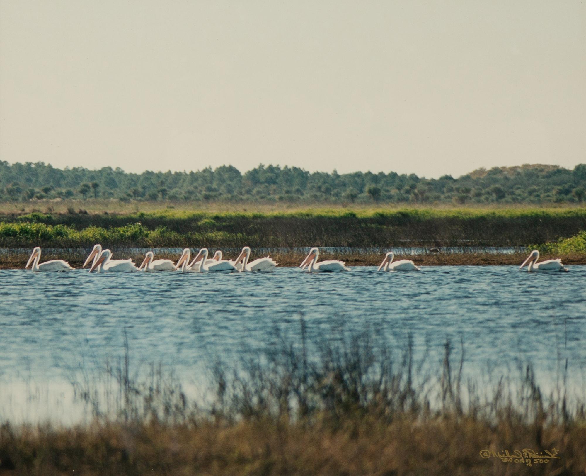 Cypress Trees, Great Blue Heron; White Pelicans, Everglades; and White Ibis in Cypress Tree