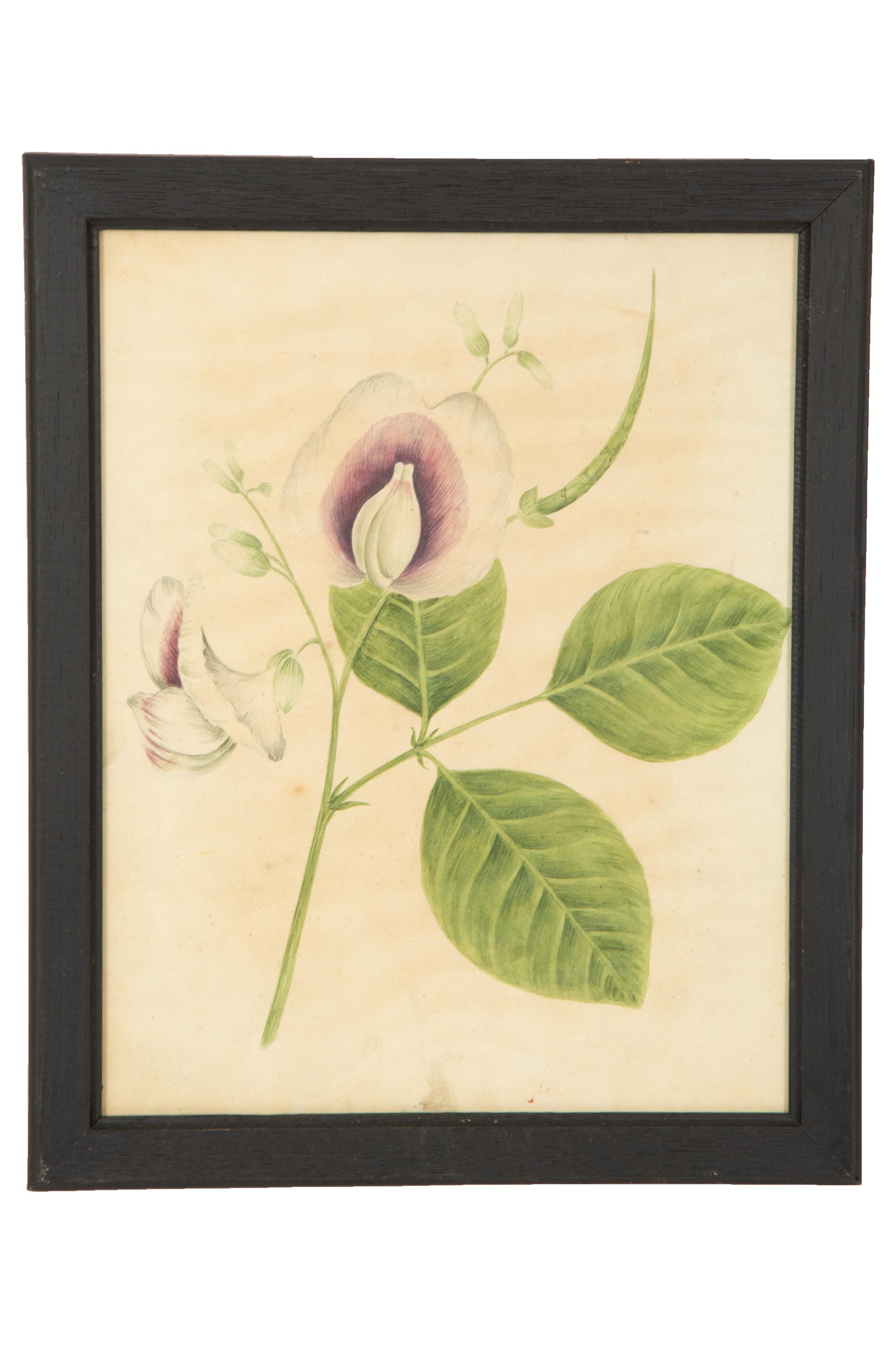 A Set of Eighteen Framed English Botanical Watercolor Illustrations