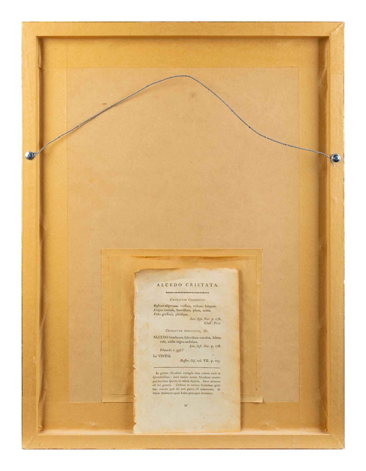 A Set of Four Hand-Colored Orinithological Engravings After Frederick Nodder — 19TH CENTURY