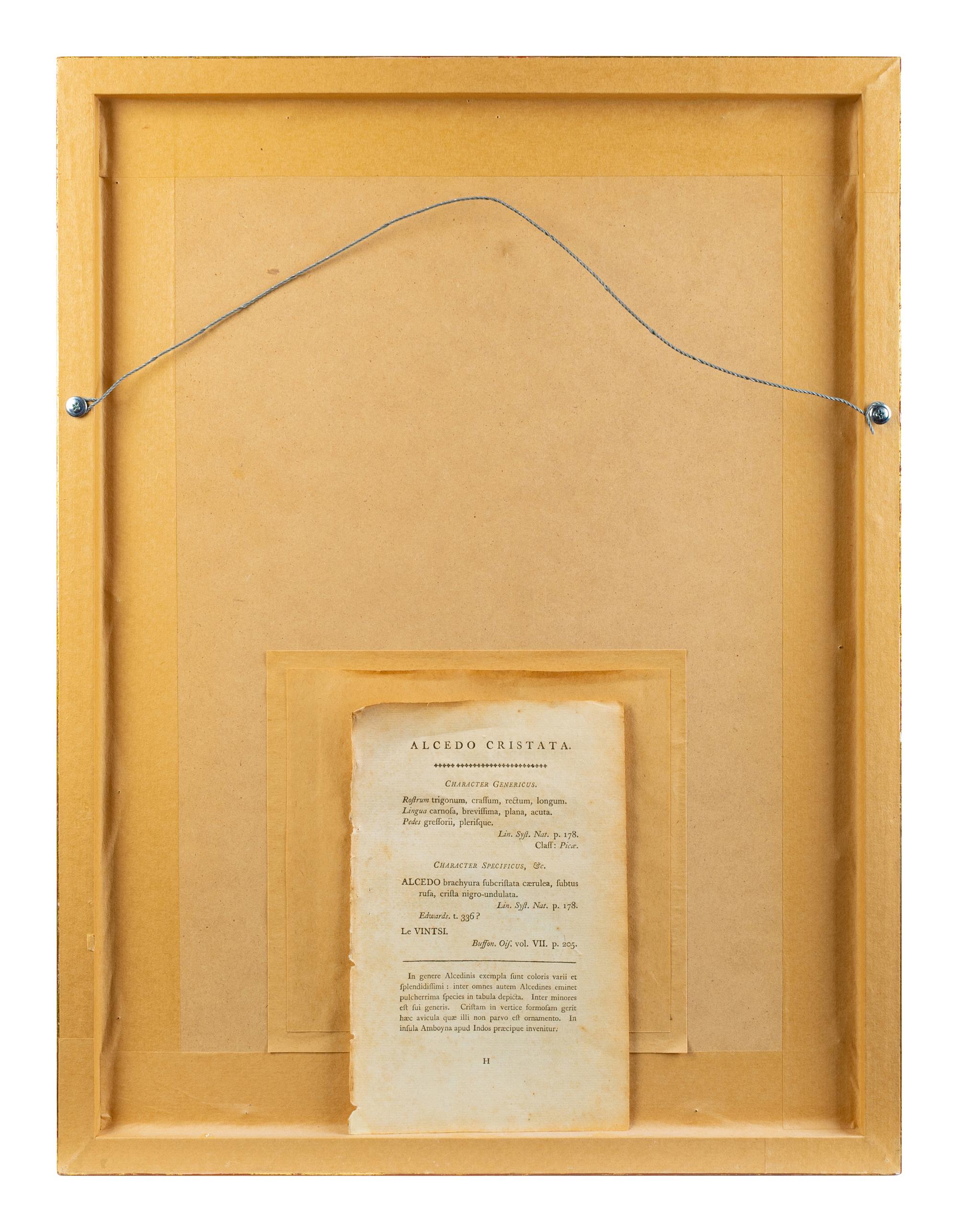 A Set of Four Hand-Colored Orinithological Engravings After Frederick Nodder — 19TH CENTURY