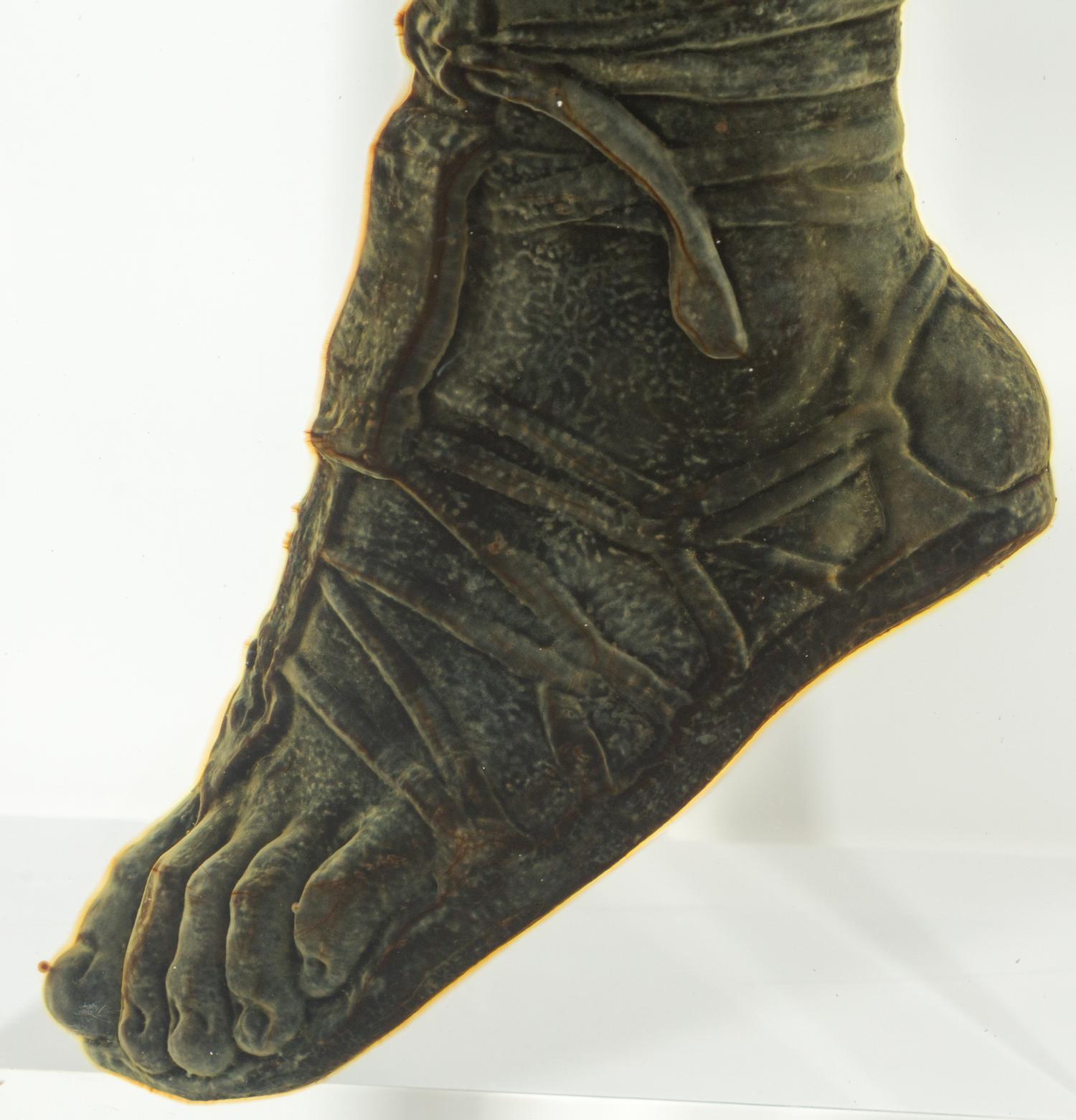 Kirkook 36° API in the form of Alexander the Great's Foot