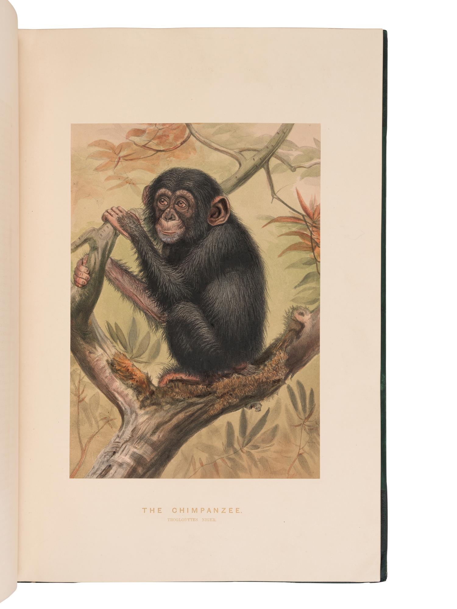 [NATURAL HISTORY]. WOLF, Joseph (1820-1899). Zoological Sketches... made for the Zoological Society of London, from animals in their vivarium, in the Regent's Park . Explanatory text by D.W. Mitchell and Philip Lutley Sclater. London: Henry Grave & Company, [1856-]1861-1867.