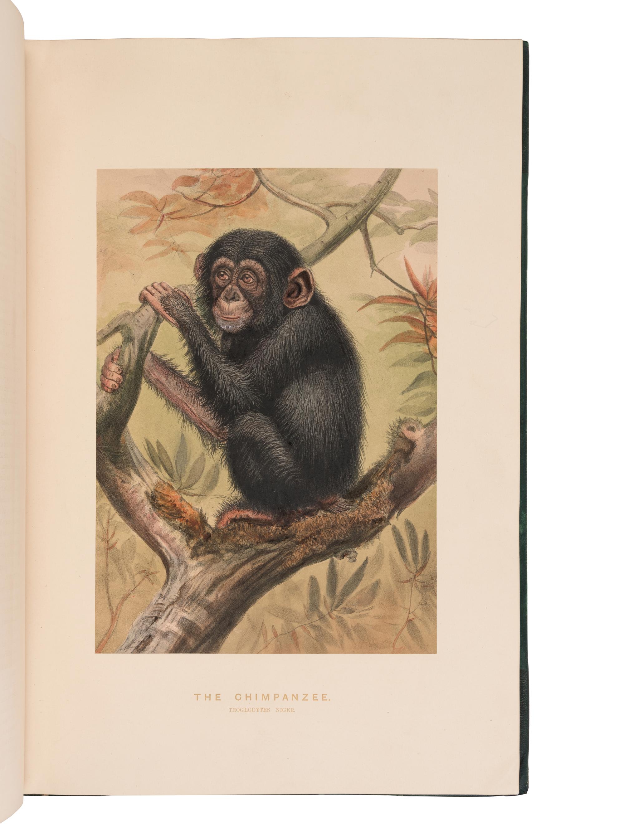 [NATURAL HISTORY]. WOLF, Joseph (1820-1899). Zoological Sketches... made for the Zoological Society of London, from animals in their vivarium, in the Regent's Park . Explanatory text by D.W. Mitchell and Philip Lutley Sclater. London: Henry Grave & Company, [1856-]1861-1867.
