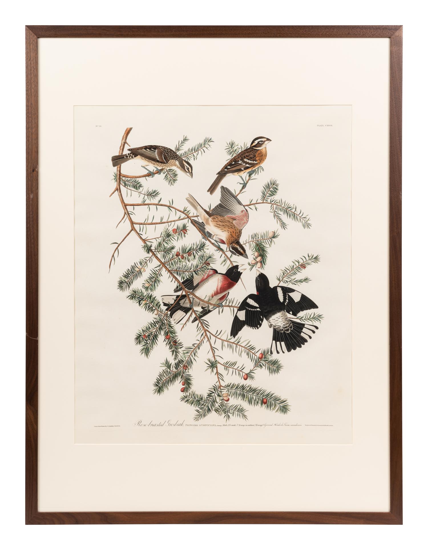 AUDUBON, John James (1785-1851) Rose-breasted Grosbeak (Plate CXXVII)