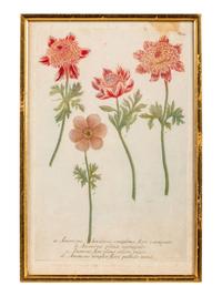 A Set of Six Hand-Colored Botanical Engravings