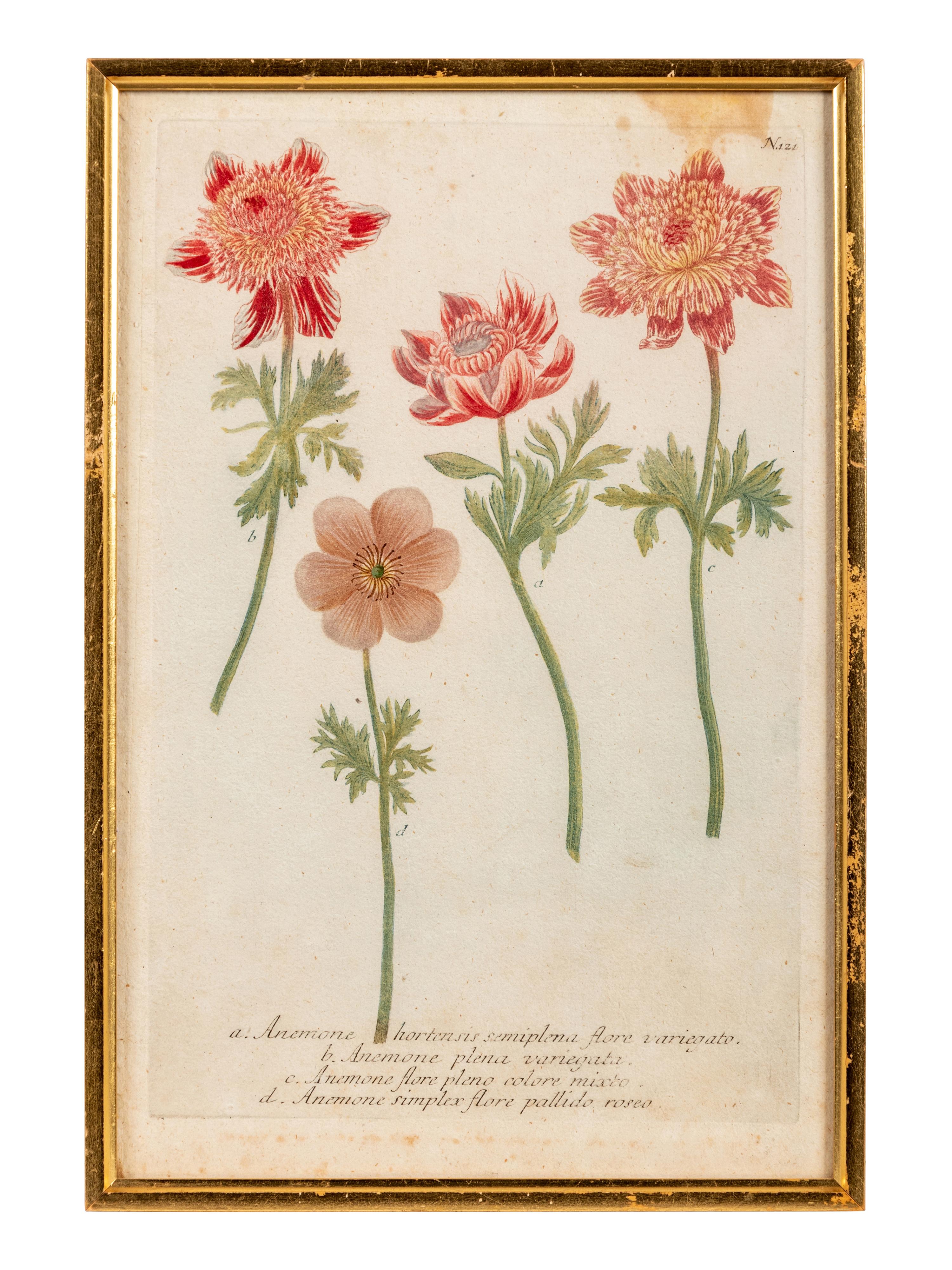 A Set of Six Hand-Colored Botanical Engravings