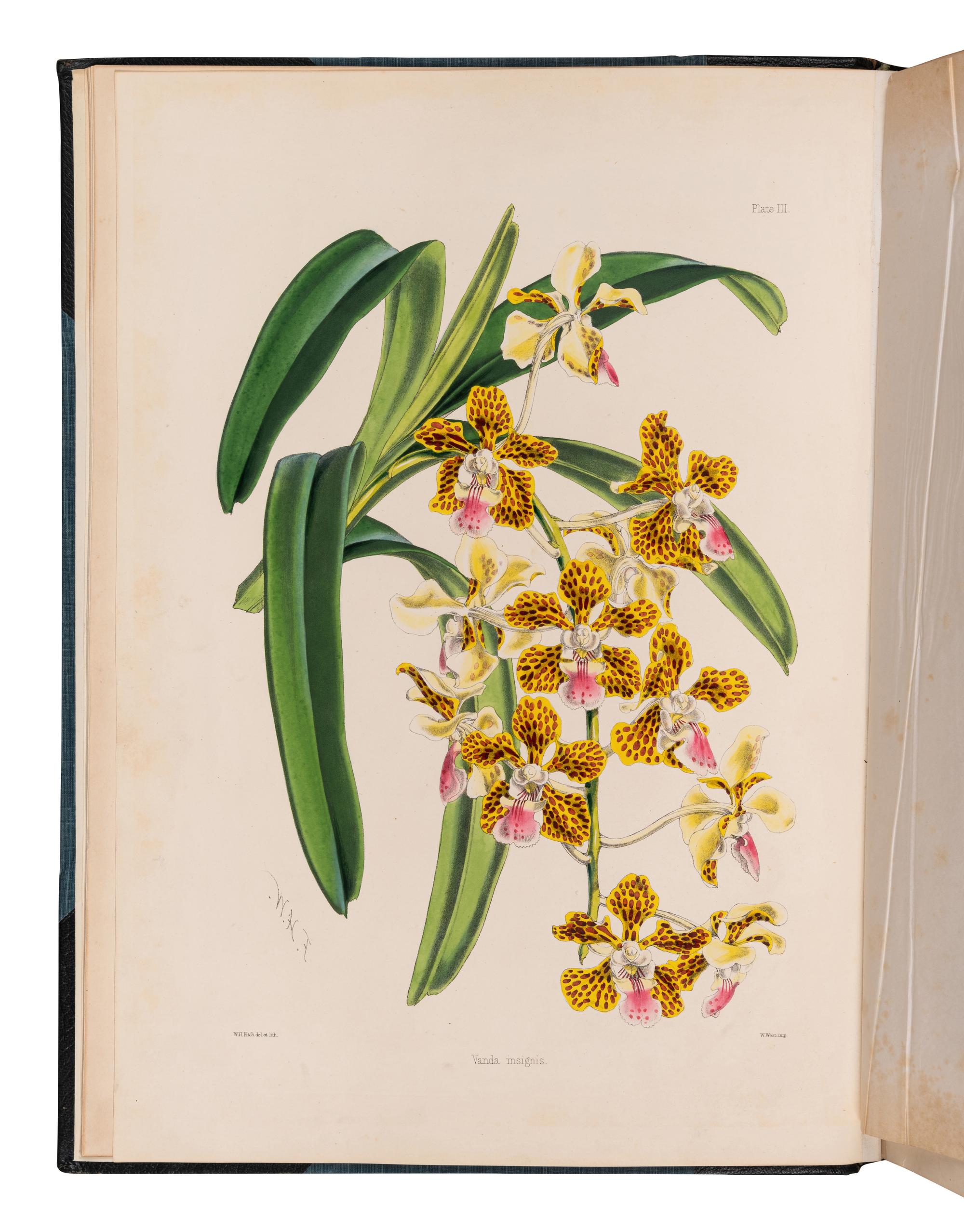 WARNER, Robert (fl. 1862-1894) and Benjamin Samuel WILLIAMS (1822-1890). Select Orchidaceous Plants . [First series]. London: Lovell Reeve & Co., 1862.